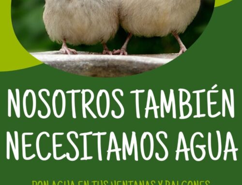 Campaña del Ayuntamiento de Llerena para  paliar el efecto sequía en las aves