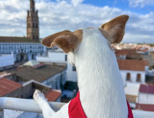 Llega a Llerena el primer perro turista que está  recorriendo España