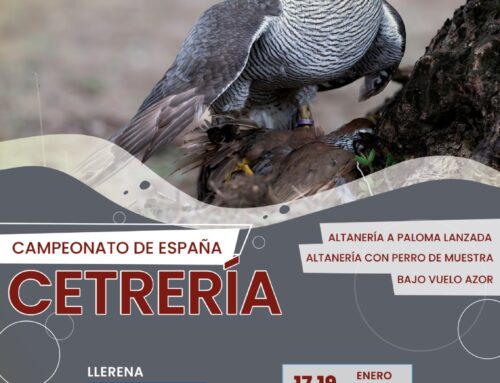 Llerena recibirá a los mejores cetreros nacionales para las especialidades de altanería y bajo vuelo azor